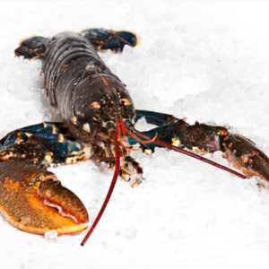 48. Bogavante Gallego "AZUL." (1/2kg)